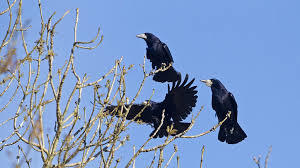 Proj arrêté organisation de chasses particulières tirs de destruction corbeau freux corneille noire