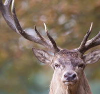 Projet d’AP fixant le plan de chasse grand gibier dans le Haut-Rhin pour la saison 2021-2022.