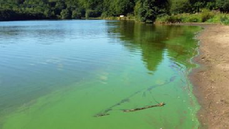 Baignades, activités de loisirs aquatiques, pêche : Vigilance en présence de cyanobactéries