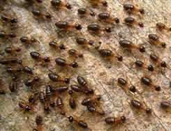 Mérules et termites 